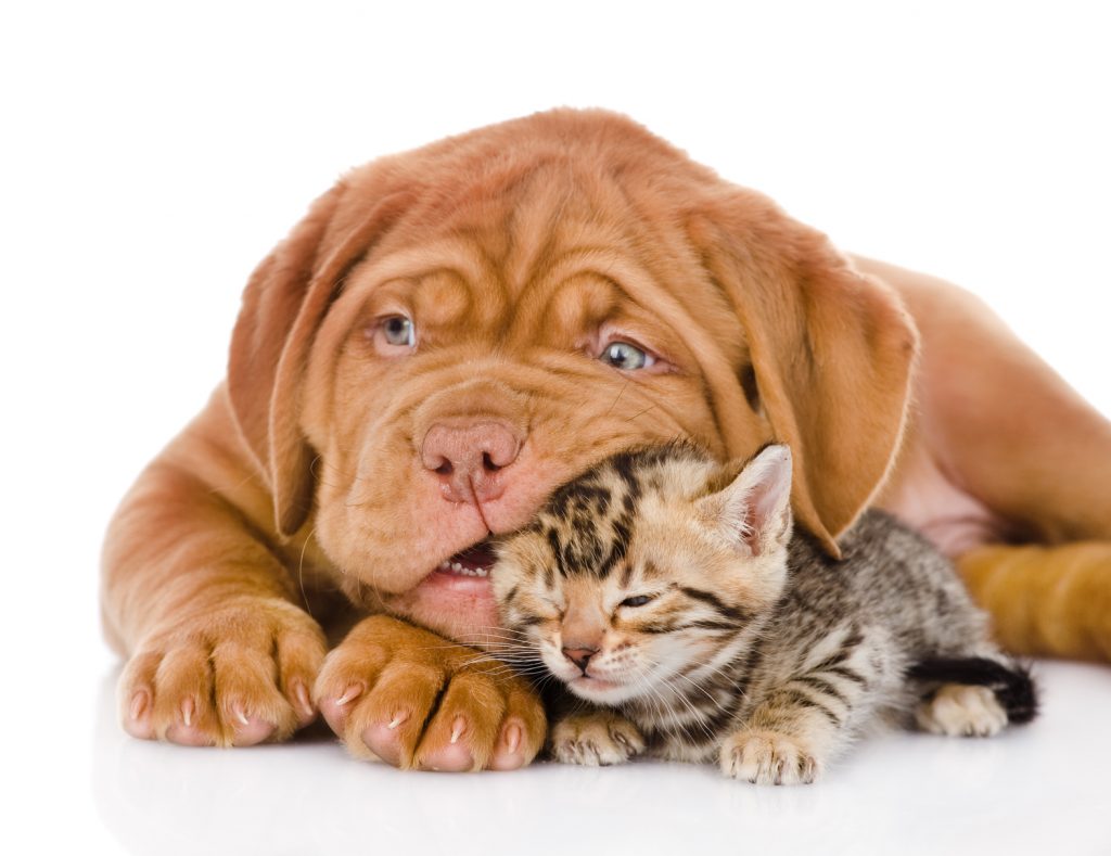 Bordeaux puppy dog playing with bengal kitten. isolated