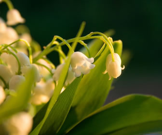 muguet-2